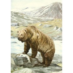 CARNET - ANIMAUX SAUVAGES D AMERIQUE DU NORD - NOTES ET LECT