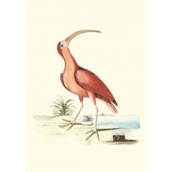 CARNET - RECUEIL DE DIVERS OISEAUX